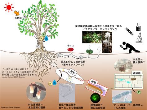 樹 根|樹木の根系の成長に関する基礎的研究